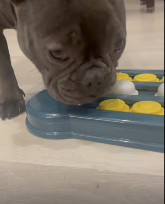 Frenchie Takes Dog Puzzle Head On !!!